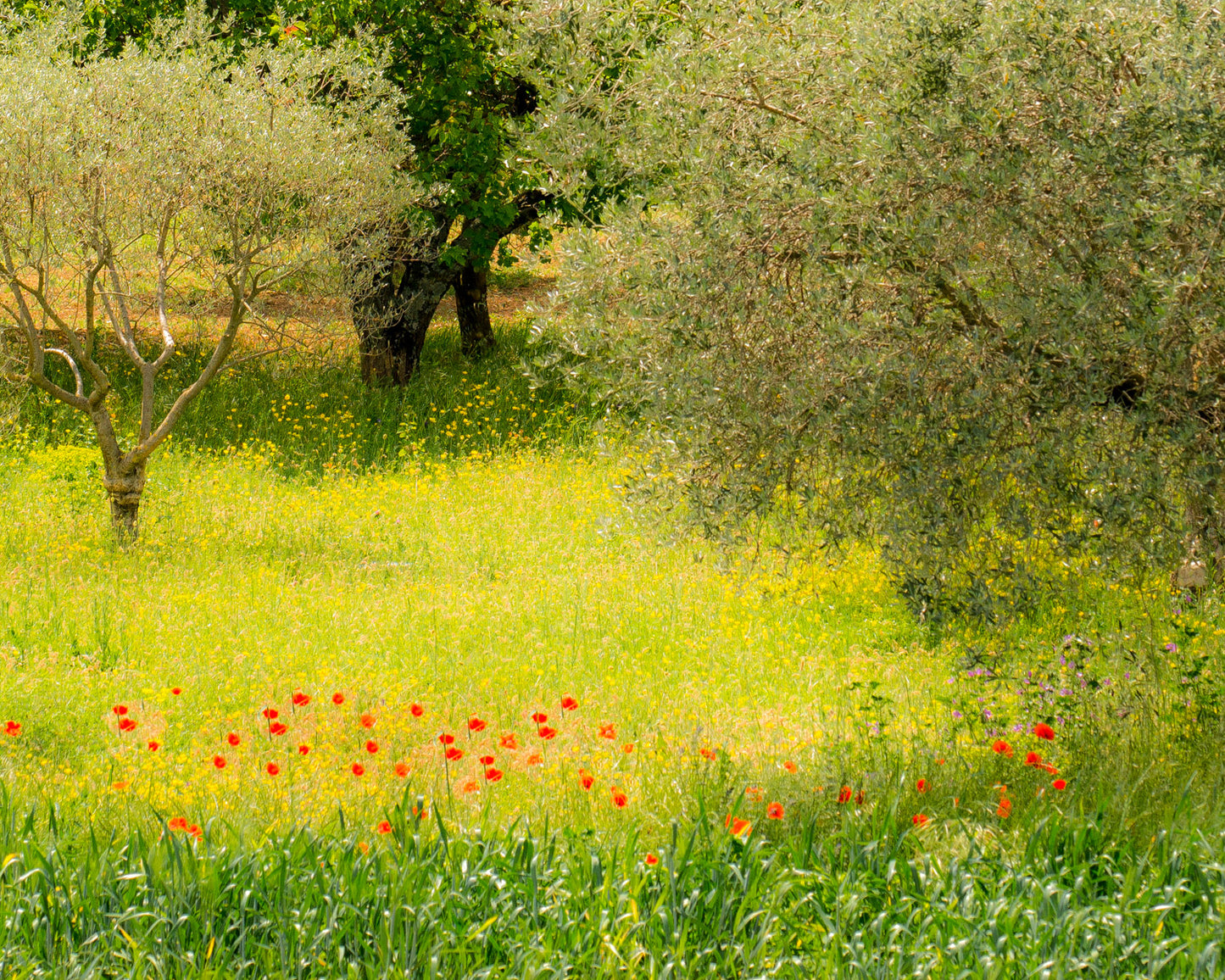 Poppies Provençal